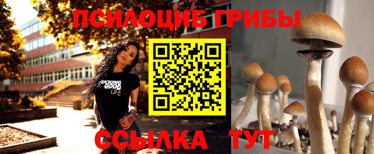 Псилоцибиновые грибы Psilocybe Чернушка